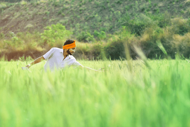 Representative image for Indian agriculture