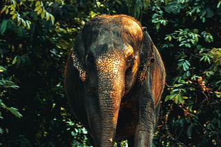 An elephant in the forest (Photo by KAITHEP SAINUI)