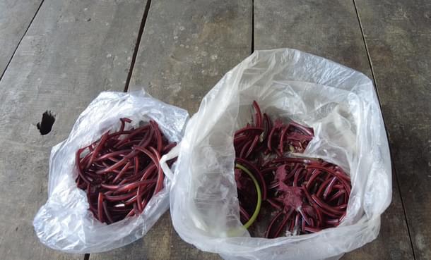 Red bangles, a sign of being married observed by many Hindu women, were broken by Muskan, says Ajay