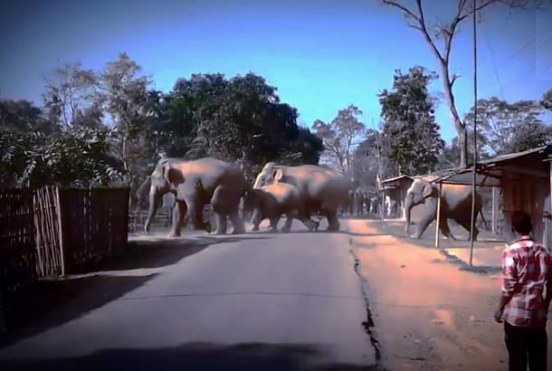 Incursion into habited areas is the most common trigger for human-elephant conflict. Photo Credit: IndiaScience Video.