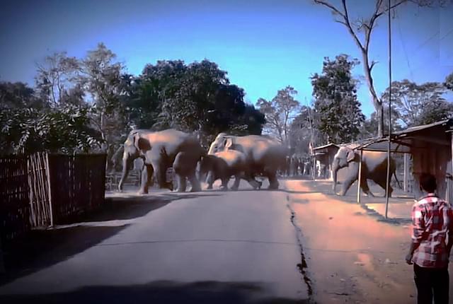 Incursion into habited areas is the most common  trigger for human-elephant conflict. Photo Credit:  IndiaScience Video.