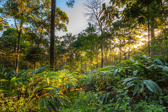 A forest scene from the mountains of Kerala (Photo by Mark Harpur on Unsplash)
