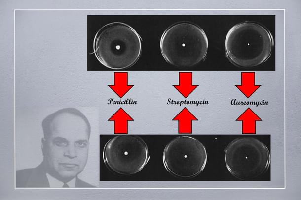 Effect of Aureomycin on disease causing Staphylococcus and Salmonella Bacillus compared with other antibiotics, Scientific American, April 1949