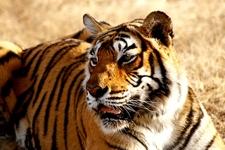 Damoh district in Madhya Pradesh will soon house the largest tiger reserve in India.