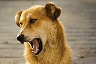 A dog in Mussoorie's Barlow Ganj captured while barking (Photo by Akshay Madan on Unsplash)