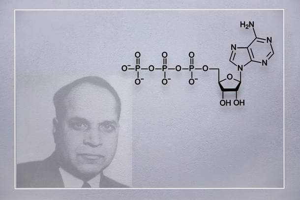 Adenosine Triphosphate the biological coin of energy was first isolated by Dr. Subbarow
