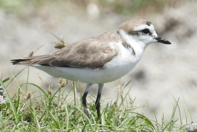 Male Hanuman Plover (Photo: Avian Sciences and Conservation)