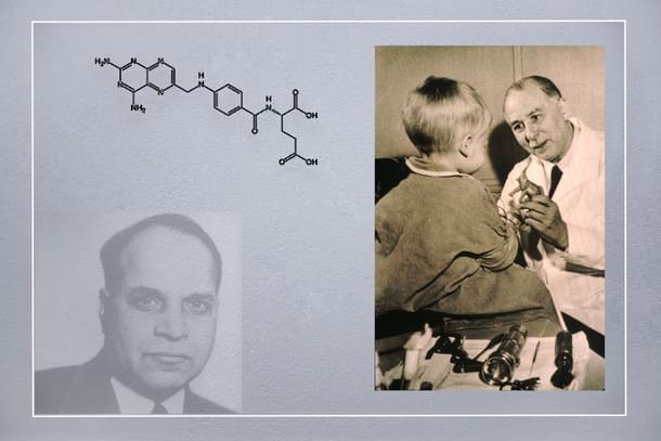 Dr. Sidney Farber achieved a short-lived but very first Leukaemia remission in a child thanks to aminopterin Dr. Subbarao supplied him with.