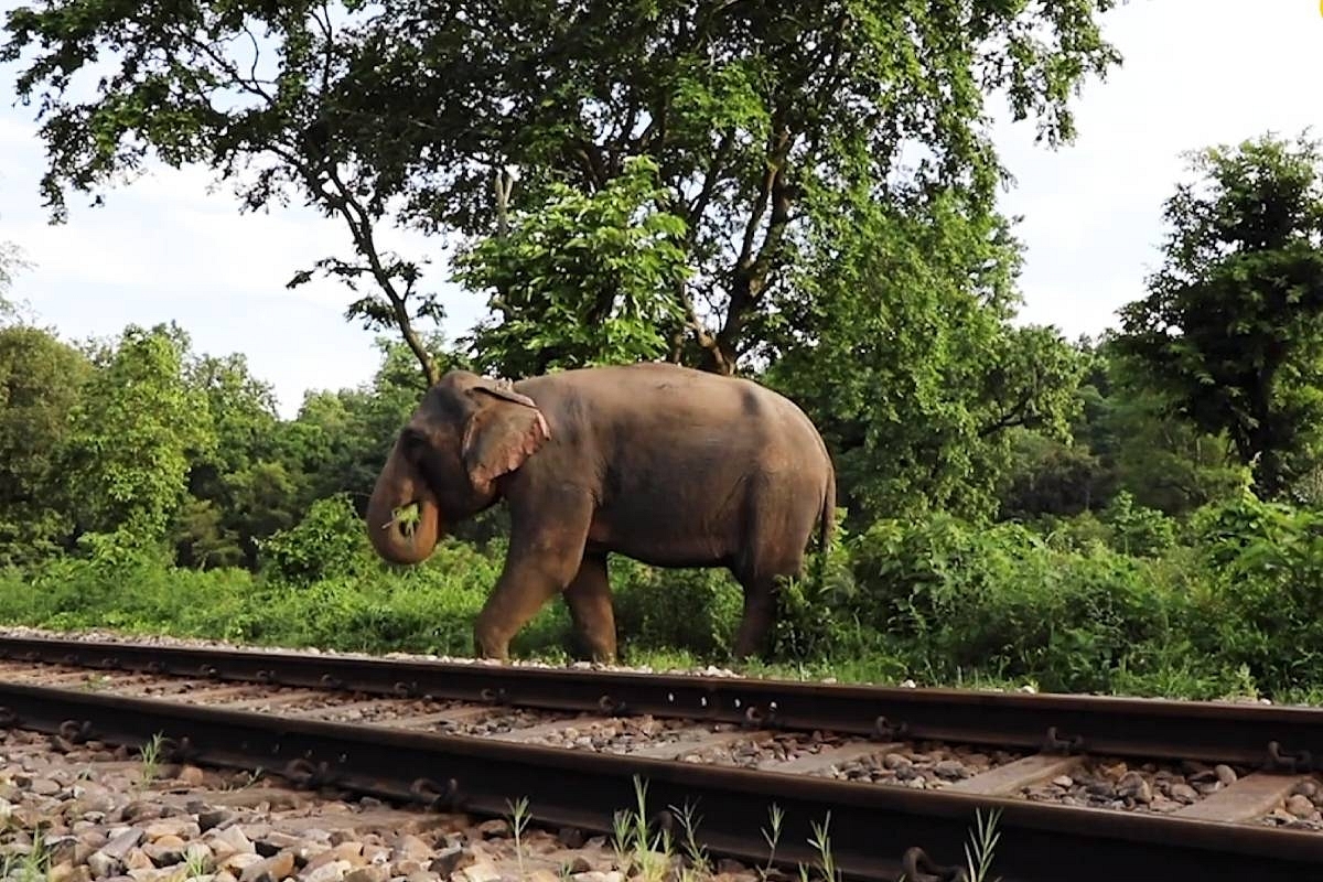 Photo 1 Railway tracks through elephant habitats pose danger for this national heritage animal