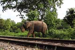 Railway tracks through elephant habitats pose danger for this national heritage animal. Photo Credit: IndiaScience video