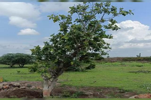 Transplanted trees along the Sant Tukaram Maharaj Palkhi Marg (PIB)