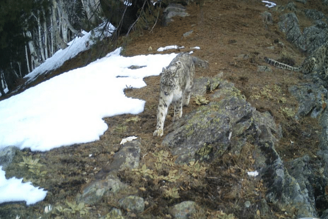 Snow leopard in Kishtwar (Photo: Department of Wildlife Protection J&K)