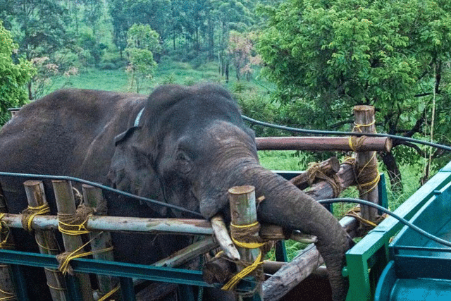 Arikomban being moved out of Chinnakanal