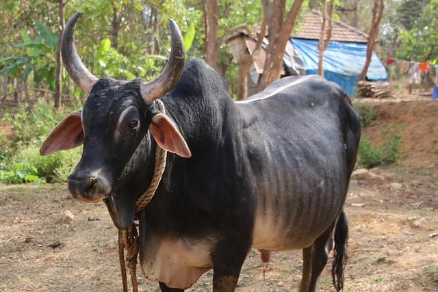 Indian cattle breed 'Kankrej' - Photo by Pavanaja 