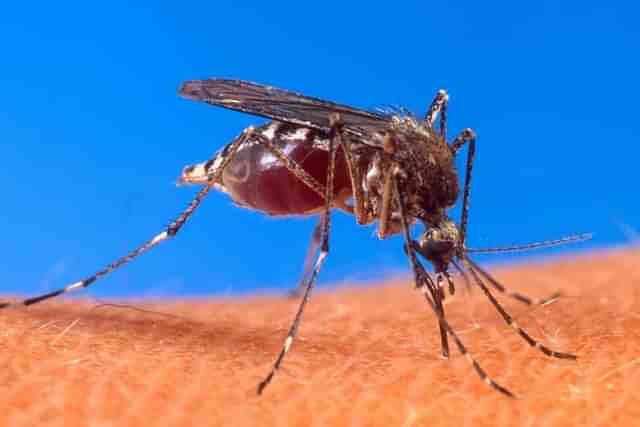 The Chikungunya virus is spread between people by two types of mosquitos: Aedes albopictus and Aedes aegypti (Pic Via wikipedia)