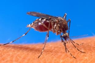The Chikungunya virus is spread between people by two types of mosquitos: Aedes albopictus and Aedes aegypti (Pic Via wikipedia)