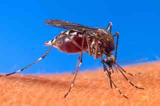 The Chikungunya virus is spread between people by two types of mosquitos: Aedes albopictus and Aedes aegypti (Pic Via wikipedia)