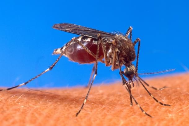 The Chikungunya virus is spread between people by two types of mosquitos: Aedes albopictus and Aedes aegypti (Pic Via wikipedia)
