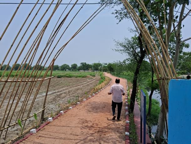 A trial walking track for residents developed along the drain. It is proposed to cover a stretch of 3.5km.