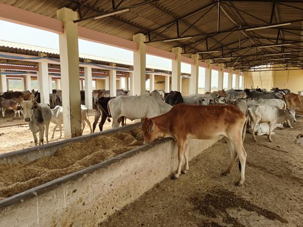 The gaushala situated in Unnao's Nawabgunj.