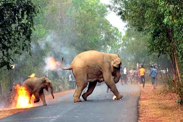 Human-Elephant Conflict (Source: Twitter/ Biplab Hazra)