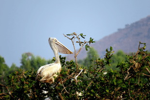 Vedanthangal Bird Sanctuary, one of the oldest in India, is located near Vedanthangal Karikili in the district of Kanchipuram in Tamil Nadu. (Photo: Prasannavathani.D/Wikimedia Commons)