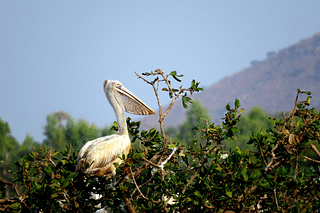 Vedanthangal Bird Sanctuary, one of the oldest in India, is located near Vedanthangal Karikili in the district of Kanchipuram in Tamil Nadu. (Photo: Prasannavathani.D/Wikimedia Commons)