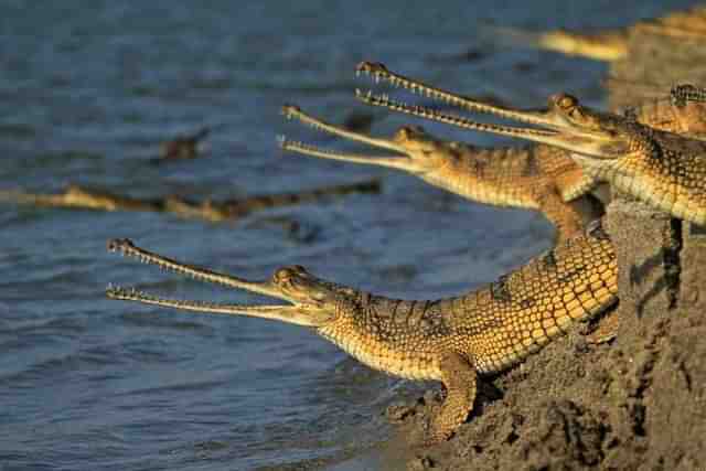 Gharials (Gavialis gangeticus). (Pic: WWF India)