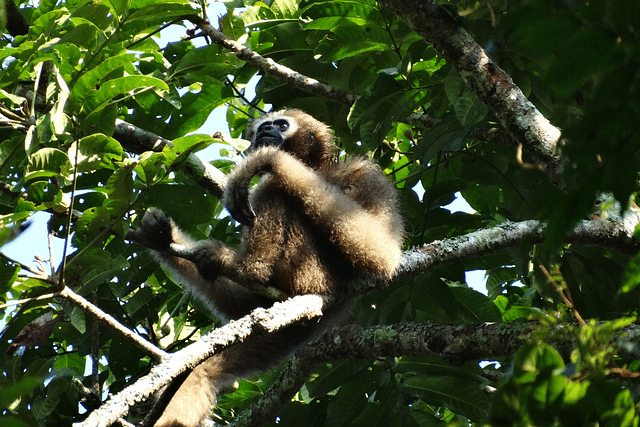 A western hoolock gibbon female in Hollongapar Gibbon Wildlife Sanctuary, Assam (Photo: Miraj Hussain/Wikimedia Commons)
