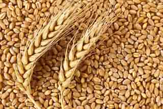 The experts highlighted the need of establishing a board dedicated to addressing matters concerning wheat and its products, similar to the boards for tea, coffee, and spices. 