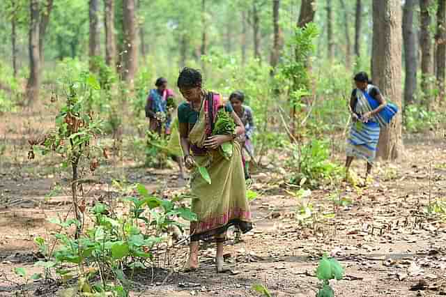 Tribal women of Chhattisgarh