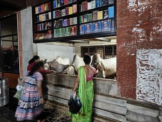 The cow shelter in Raghavendra Swamy Mutt.