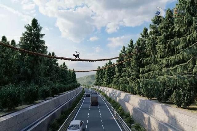 Representational image of a monkey ladder on the highway.
