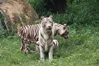 White tigress twin cubs, Avni and Vyom.