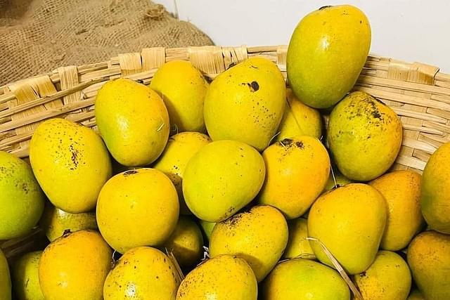 Goa Mankurad Mango