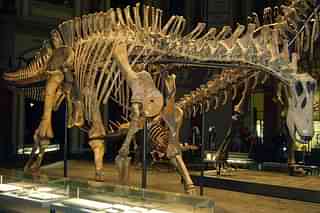 A Dicraeosaurus skeleton. (Representative image).