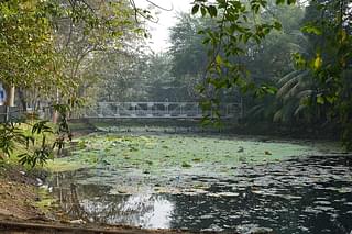 The pond in JU campus.