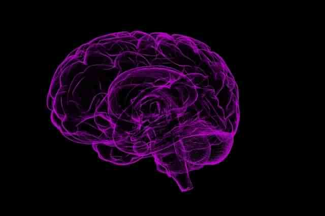 The brain