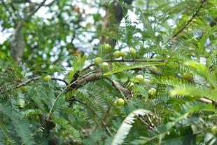 Amla plant (Photo by Dileesh Kumar on Unsplash)