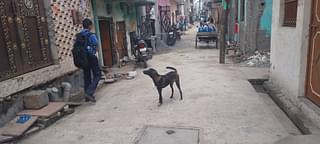 Dogs in the same street as the boy's house
