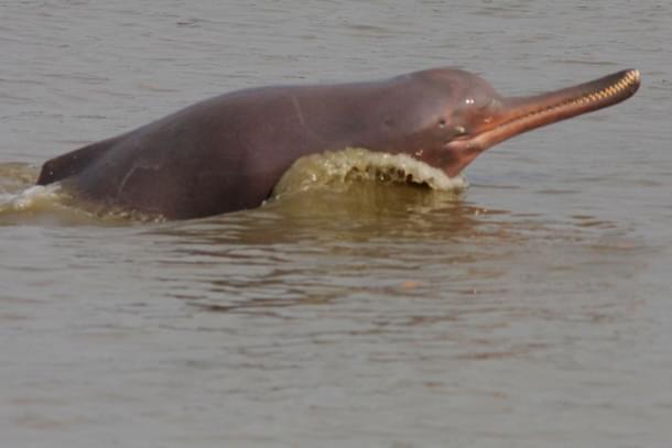 Ganges river dolphin leaping out of the water. (Wikipedia) 