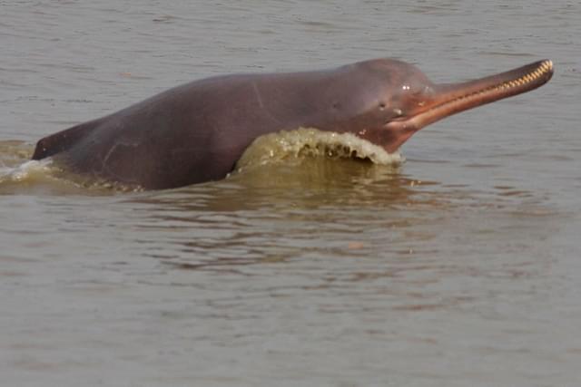 Ganges river dolphin leaping out of the water. (Wikipedia)&nbsp;