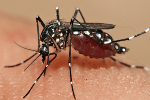Mosquito Aedes aegypti