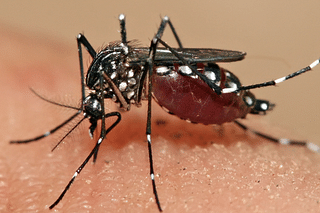  Mosquito Aedes aegypti