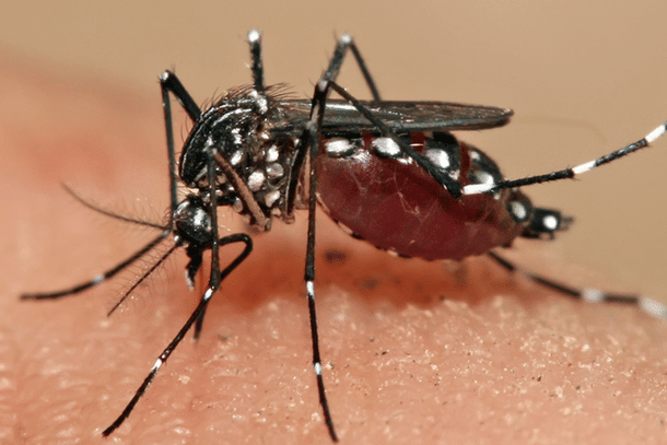 Mosquito Aedes aegypti