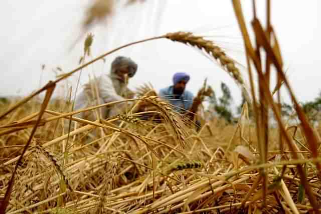 Wheat farmers in India. A representative image (Bharat Bhushan/Hindustan Times via Getty Images)