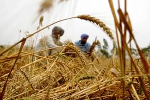 Wheat farmers in India. A representative image (Bharat Bhushan/Hindustan Times via Getty Images)