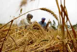 Wheat farmers in India. A Representative Image (Bharat Bhushan/Hindustan Times via Getty Images)