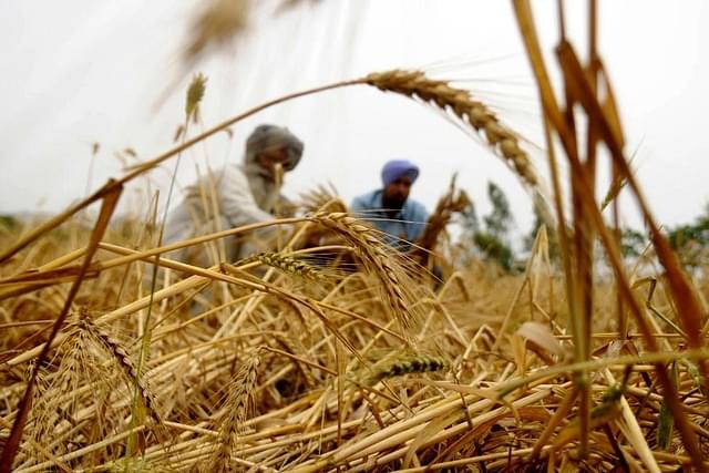 Wheat farmers in India. A Representative Image (Bharat Bhushan/Hindustan Times via Getty Images)