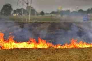 The number of stubble burning incidents on Diwali in Punjab was 987, compared to 106 the previous day. (Representative image)